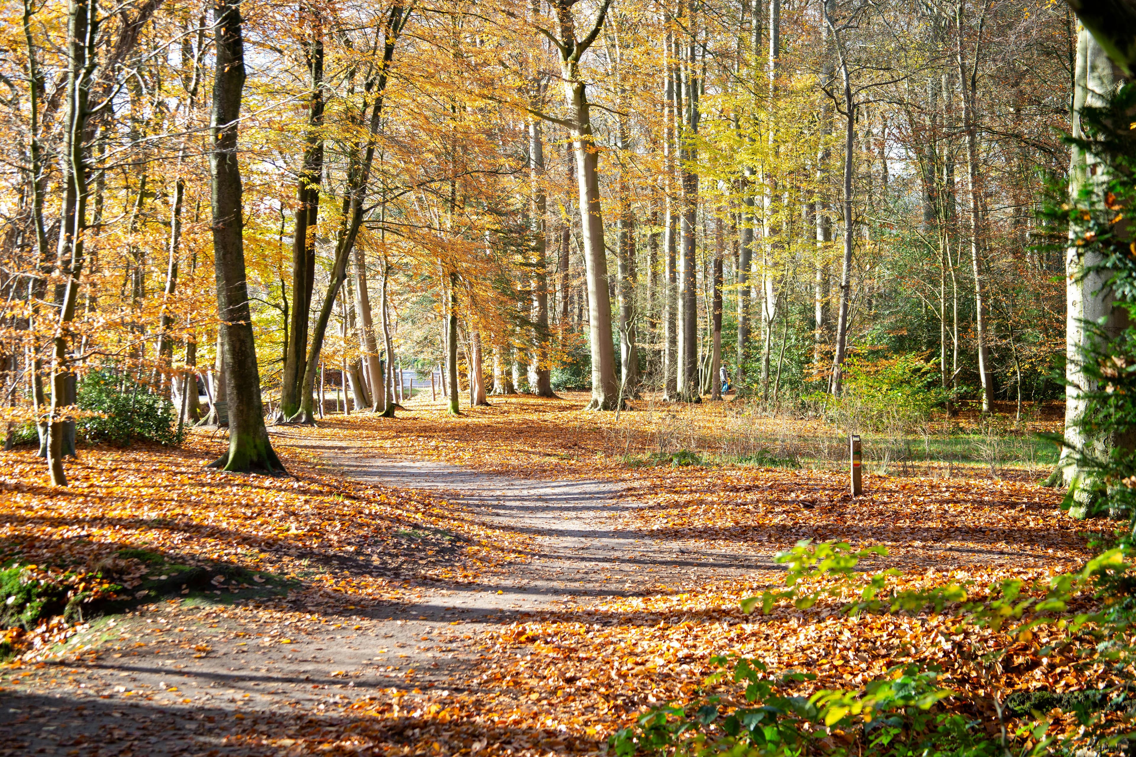 A group walking together on a forest trail in early morning light.